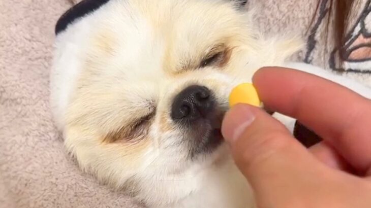 爆睡している犬の前におやつを差し出した結果→気づいた瞬間に…衝撃の瞬発力が323万再生「はやっｗｗ」「目がキマってて草」と爆笑の声(ブログ)