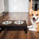 犬に使ってはいけない『食器』4つ　危険なお皿の特徴や選ぶ際のポイントまで(ブログ)