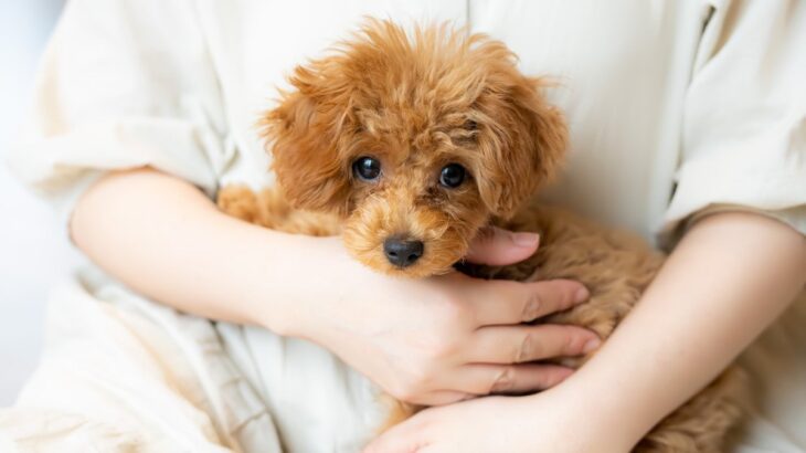 『小型犬』の平均寿命は何歳？犬種ごとに違いはあるの？長寿の秘訣までご紹介(ブログ)