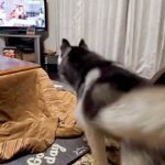 テレビに『猫』が映った結果→ハスキー犬が『遊びたい！』とお誘いして…必死すぎる光景に2万いいね「大興奮すぎるｗｗ」「舌出てて可愛い」(ブログ)