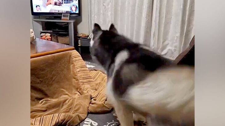 テレビに『猫』が映った結果→ハスキー犬が『遊びたい！』とお誘いして…必死すぎる光景に2万いいね「大興奮すぎるｗｗ」「舌出てて可愛い」(ブログ)