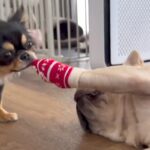 靴下を履いている犬→もう1匹の犬に奪われ続け…あまりにも『無抵抗な光景』が面白すぎると152万再生「可愛すぎて悶絶」「意思なくて草」(ブログ)