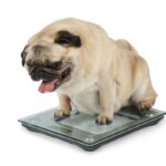 犬を『肥満にさせる』飼い主の共通点3選　太り過ぎが招く病気のリスクとは？(ブログ)