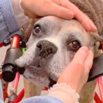 車椅子の犬を散歩中『知らない女性』に声をかけられ、涙を流して…胸が締め付けられる『切なくて尊い会話』が12万再生「素敵な方」「泣ける」(ブログ)