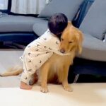 自分より早く生まれた『大型犬』が大好きな1歳の男の子→尊すぎる『愛を伝える成長記録』が163万再生「好き好きスリスリ」「可愛い兄弟」(ブログ)