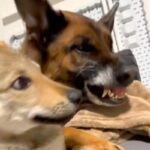 子犬が同居犬に怒られそうになった瞬間、もう1匹のワンコが…まさかの『優しすぎる行動』が23万再生「来るのはっやｗ」「めっちゃ平和」と称賛(ブログ)