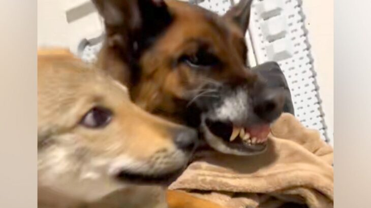 子犬が同居犬に怒られそうになった瞬間、もう1匹のワンコが…まさかの『優しすぎる行動』が23万再生「来るのはっやｗ」「めっちゃ平和」と称賛(ブログ)