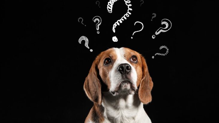 犬が『理解できない』と思っている人間の行動10選　愛犬が普段、疑問に感じていることや本音まで(ブログ)