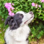 犬の『鼻』知られざる役割5つ　ワンコが持つ優れた機能やニオイに敏感がゆえの注意点まで(ブログ)