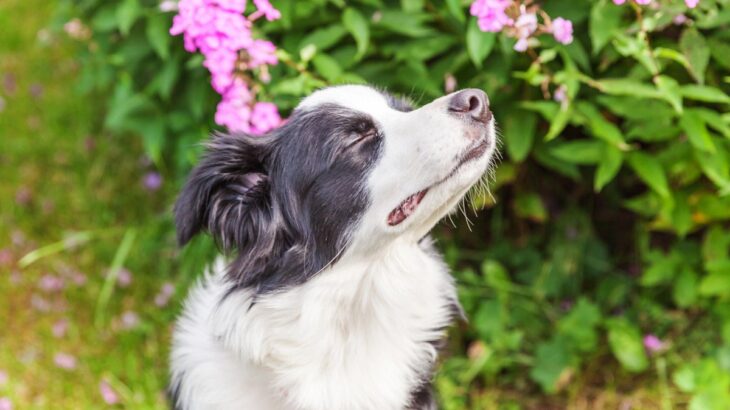 犬の『鼻』知られざる役割5つ　ワンコが持つ優れた機能やニオイに敏感がゆえの注意点まで(ブログ)