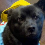 犬が苦手だった母が『甲斐犬』と出会った結果→溺愛しすぎてしまい…素敵すぎる『手作り衣装』を作る光景が30万再生「すごい」「全部似合ってる」(ブログ)