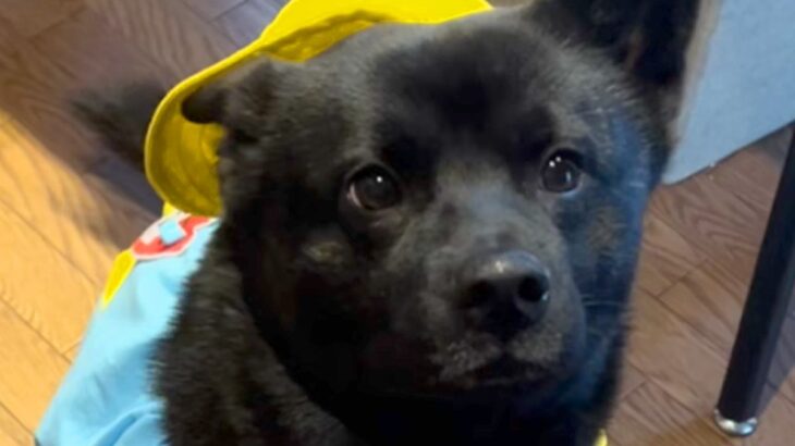 犬が苦手だった母が『甲斐犬』と出会った結果→溺愛しすぎてしまい…素敵すぎる『手作り衣装』を作る光景が30万再生「すごい」「全部似合ってる」(ブログ)