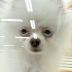 6万円で売れ残っていた『悲しい顔の犬』を飼った結果→愛情を注ぎ続けて、5ヶ月後…泣ける『表情』が9万再生「本当によかった」「幸せそう」(ブログ)