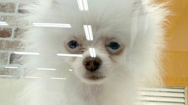 6万円で売れ残っていた『悲しい顔の犬』を飼った結果→愛情を注ぎ続けて、5ヶ月後…泣ける『表情』が9万再生「本当によかった」「幸せそう」(ブログ)