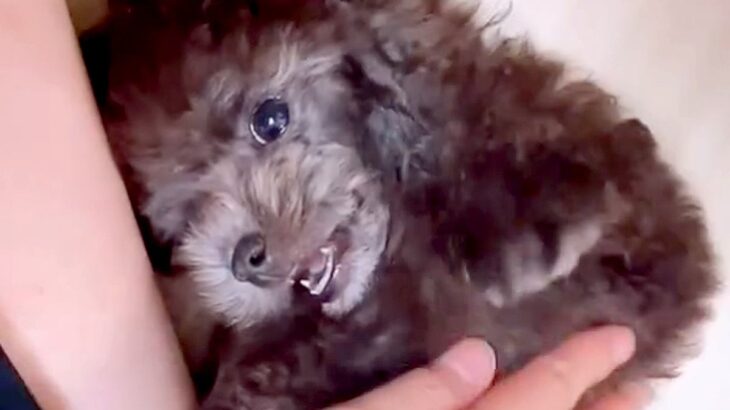 『黒っぽい毛をした子犬を飼った』と思ったら…予想の上をいく『3年後の現在』が114万再生「こんなに色が変わるんだ」「とっても神秘的」(ブログ)