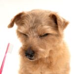 犬が自分のことを『不幸だ』と思っているサイン5つ　どんな行動を見せる？幸福感を高める秘訣まで(ブログ)