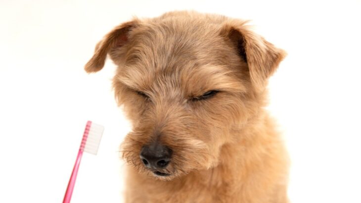 犬が自分のことを『不幸だ』と思っているサイン5つ　どんな行動を見せる？幸福感を高める秘訣まで(ブログ)