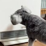 ヒーターを消したままにしていたら、犬が怒ってしまい…まさかの『ブチギレ行動』がSNSで話題「自分でやっておいてビビるｗ」「マジ可愛い」(ブログ)