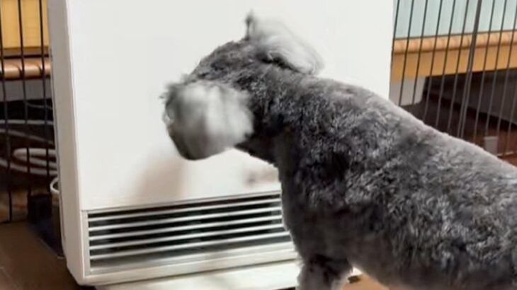 ヒーターを消したままにしていたら、犬が怒ってしまい…まさかの『ブチギレ行動』がSNSで話題「自分でやっておいてビビるｗ」「マジ可愛い」(ブログ)