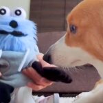 ぬいぐるみをライバル視している犬→ぬいぐるみから『お手』と言われると…可愛すぎる結末が41万表示「不本意そうｗ」「抗えないの可愛い」(ブログ)