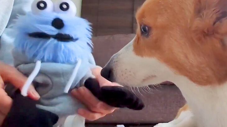 ぬいぐるみをライバル視している犬→ぬいぐるみから『お手』と言われると…可愛すぎる結末が41万表示「不本意そうｗ」「抗えないの可愛い」(ブログ)