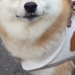 7歳の犬にオヤツをあげようとしたら、もたついてしまい…手間取っている時に見せた『表情』に30万いいね集まる「慈愛ｗ」「悟り開いてて草」(ブログ)