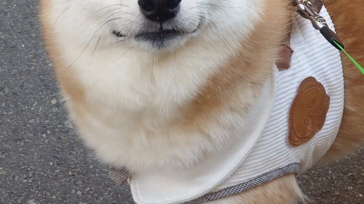 7歳の犬にオヤツをあげようとしたら、もたついてしまい…手間取っている時に見せた『表情』に30万いいね集まる「慈愛ｗ」「悟り開いてて草」(ブログ)