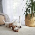 犬がシャンプー後、体を床に擦りつける理由5つ　あちこちにスリスリするのはなぜ？対処法まで(ブログ)