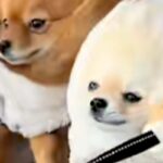 暴風の中、お散歩をする3匹のポメラニアン→思わず笑ってしまう『必死過ぎる姿』が44万再生「声出して笑ったｗｗ」「風ラニアンズ」と爆笑(ブログ)