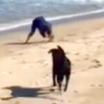 海の砂で山を作っていたら、大型犬が近づいてきて…芸人顔負けの『お笑いを分かっている光景』が41万再生「英才教育ｗｗ」「ルンルン笑顔ｗ」(ブログ)