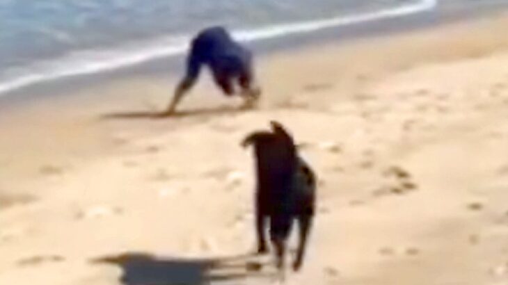 海の砂で山を作っていたら、大型犬が近づいてきて…芸人顔負けの『お笑いを分かっている光景』が41万再生「英才教育ｗｗ」「ルンルン笑顔ｗ」(ブログ)