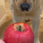 『りんごは切ってから食べるもの』と思っている大型犬→丸ごとあげた結果…まさかの反応が12万表示「困り顔がｗ」「しっぽは喜んでて草」と絶賛(ブログ)
