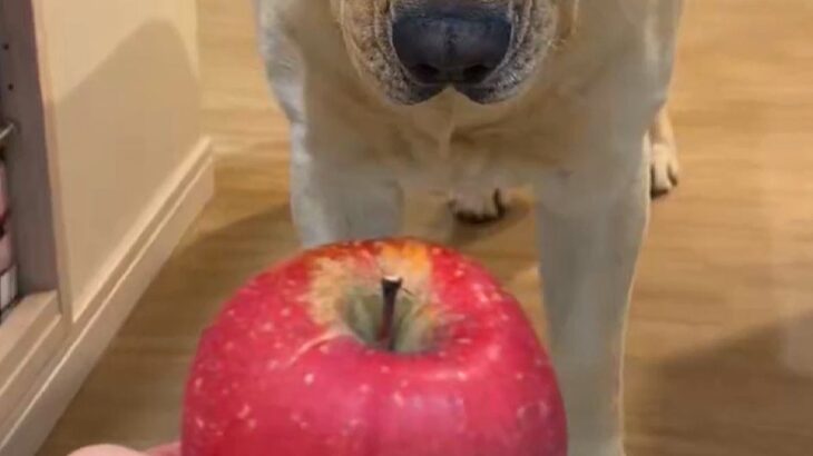 『りんごは切ってから食べるもの』と思っている大型犬→丸ごとあげた結果…まさかの反応が12万表示「困り顔がｗ」「しっぽは喜んでて草」と絶賛(ブログ)