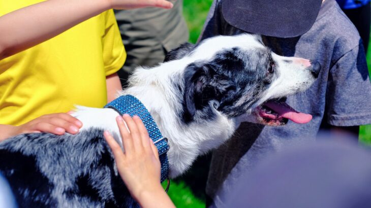 犬との外出で『撫でていいか』聞かれたときのNG行為4選　起こり得るトラブルとは？(ブログ)