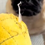 犬のおもちゃがボロボロになってしまったので、捨てようとしたら⋯アニメのような『まさかの表情』が55万再生「人間味ｗ」「捨てにくくて草」(ブログ)