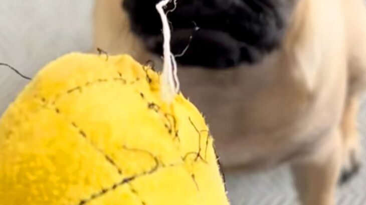 犬のおもちゃがボロボロになってしまったので、捨てようとしたら⋯アニメのような『まさかの表情』が55万再生「人間味ｗ」「捨てにくくて草」(ブログ)