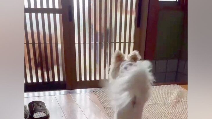 手術で２週間の入院から帰宅→ドアを開けた瞬間、２匹の犬が…思わず涙する『おかえりなさいの光景』に「感動の再会だね」「神対応」と絶賛の声(ブログ)