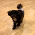 犬を初めて『ペットホテル』に預けた結果→『寂しがるかな』と思ったら…衝撃的な光景が55万再生「大満喫してて草」「素敵すぎる」と絶賛の声(ブログ)