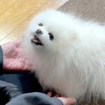 半年ぶりに実家に帰省し『大好きなおばあちゃん』と再会した犬→お互いの反応が『尊すぎる』と7万再生「かわいい…」「笑顔たまらない」(ブログ)