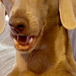 朝起きてふと横を見ると、大型犬が『おっさん化』していて…人間味が強すぎる『表情』に1万いいね「前日の酒残ってる？」「笑い止まらん」と爆笑(ブログ)