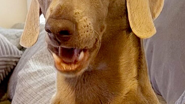朝起きてふと横を見ると、大型犬が『おっさん化』していて…人間味が強すぎる『表情』に1万いいね「前日の酒残ってる？」「笑い止まらん」と爆笑(ブログ)