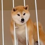 柵に頭がハマってしまった犬→無理矢理抜こうとした結果…別犬のようになった『まさかの顔』が25万再生「好きすぎる」「焦ったねｗ」と反響(ブログ)
