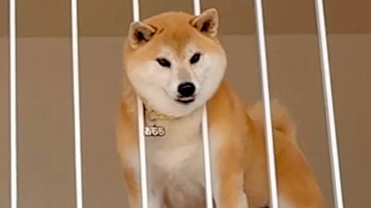 柵に頭がハマってしまった犬→無理矢理抜こうとした結果…別犬のようになった『まさかの顔』が25万再生「好きすぎる」「焦ったねｗ」と反響(ブログ)