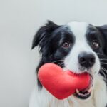 犬が『家族』にだけみせる行動3選　愛犬が飼い主を信頼しているときのサインや心を許してもらうコツまで(ブログ)