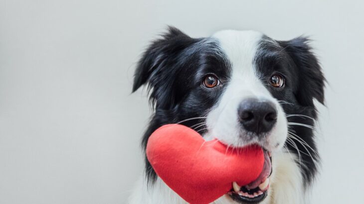 犬が『家族』にだけみせる行動3選　愛犬が飼い主を信頼しているときのサインや心を許してもらうコツまで(ブログ)
