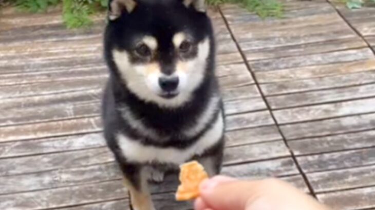 犬におやつをあげようとしたら…おっちょこちょいな『天然すぎる光景』が79万再生「可愛すぎて泣きそう」「最後まで回りきれてないｗｗｗ」(ブログ)