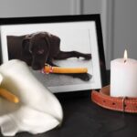 犬のお葬式で必要な準備5つ　事前に知っておくべき流れやいざという時のための心得まで(ブログ)