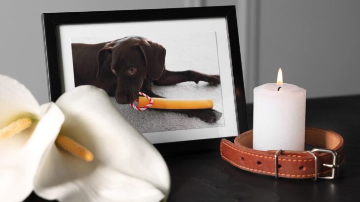 犬のお葬式で必要な準備5つ　事前に知っておくべき流れやいざという時のための心得まで(ブログ)