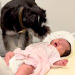 赤ちゃんが生まれ、犬が『お兄ちゃん』になった結果→あまりにも尊い『愛おしすぎる成長記録』に反響「サイズ感が可愛すぎる」の声も(ブログ)