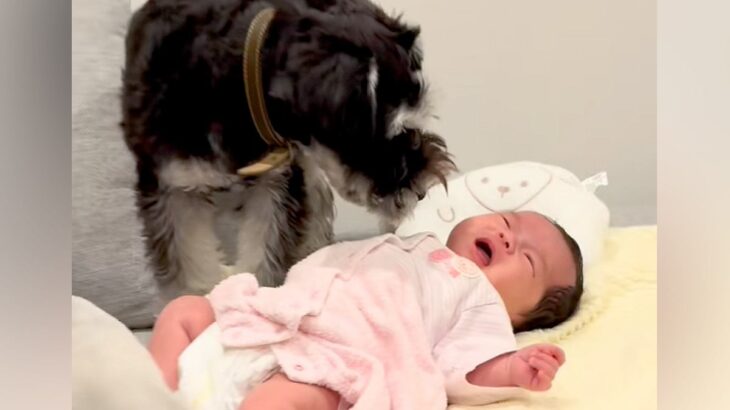 赤ちゃんが生まれ、犬が『お兄ちゃん』になった結果→あまりにも尊い『愛おしすぎる成長記録』に反響「サイズ感が可愛すぎる」の声も(ブログ)